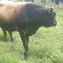 Toro 24 Meses Jersey Puro Excelente Genética Permuto Cambio