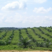 CERTIFICACIÓN RSPO