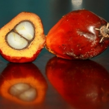 CERTIFICACIÓN RSPO