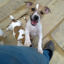 Criadero- Venta cachorros JACK RUSSELL TERRIER