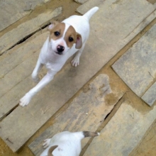 Criadero- Venta cachorros JACK RUSSELL TERRIER