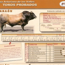 VENDO SEMEN RAZA ASTURIANA DE LOS VALLES