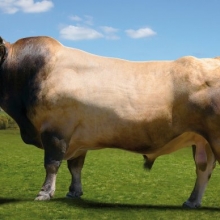 VENDO SEMEN RAZA ASTURIANA DE LOS VALLES