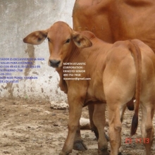 VENDO SEMEN RAZA ASTURIANA DE LOS VALLES