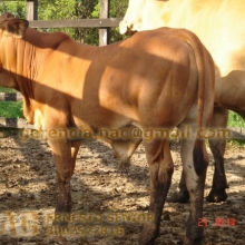 VENDO SEMEN RAZA ASTURIANA DE LOS VALLES