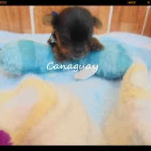 HERMOSOS Y SANOS YORKSHIRE TERRIER DEL CRIADERO CANAGUAY
