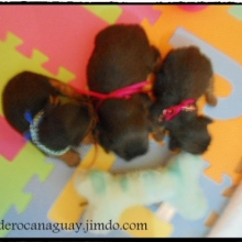 HERMOSOS Y SANOS YORKSHIRE TERRIER DEL CRIADERO CANAGUAY