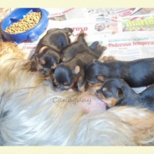 HERMOSOS Y SANOS YORKSHIRE TERRIER DEL CRIADERO CANAGUAY