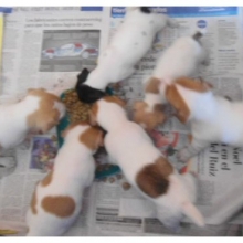 HERMOSOS Y SANOS JACK RUSSELL TERRIER DEL CRIADERO CANAGUAY