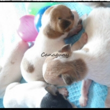 HERMOSOS Y SANOS JACK RUSSELL TERRIER DEL CRIADERO CANAGUAY