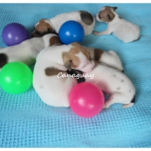 HERMOSOS Y SANOS JACK RUSSELL TERRIER DEL CRIADERO CANAGUAY