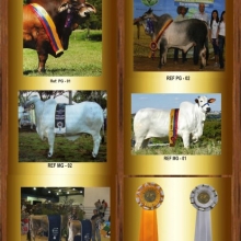 Premiaciones Equinas, Ganaderas, porcinas, caninas,caprinas y agropecuarias.