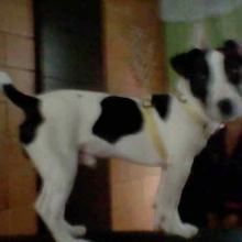 JACK RUSSELL TERRIER BUSCA NOVIA 