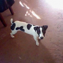 JACK RUSSELL TERRIER BUSCA NOVIA 