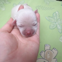 Hermosos chihuahuas cabeza de manzana pelo corto 