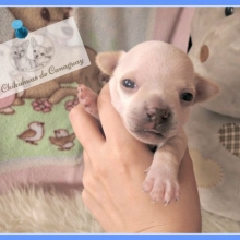 Hermosos chihuahuas cabeza de manzana pelo corto 