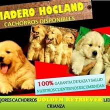 ESTUPENDOS CACHORROS GOLDEN  CRIADERO HOCLAND LIDER EN SANIDAD Y PROFESIONALIDAD