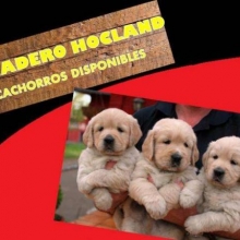 ESTUPENDOS CACHORROS GOLDEN  CRIADERO HOCLAND LIDER EN SANIDAD Y PROFESIONALIDAD