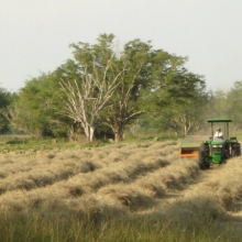 PACAS DE HENO DE ANGLETON Y PANGOLA