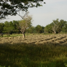  PACAS DE HENO DE ANGLETON Y PANGOLA