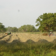  PACAS DE HENO DE ANGLETON Y PANGOLA