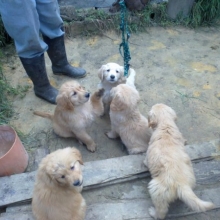 PROMOCION CAHORROS HEMBRA GOLDEN RETRIEVER