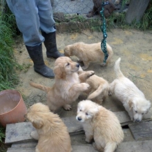 PROMOCION CAHORROS HEMBRA GOLDEN RETRIEVER