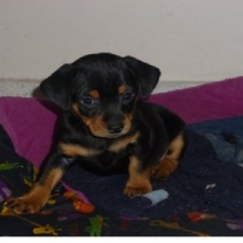 HERMOSOS CACHORRROS PINCHER DOBERMAN 