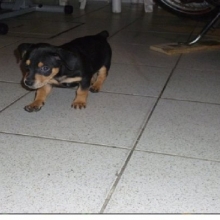 HERMOSOS CACHORRROS PINCHER DOBERMAN 