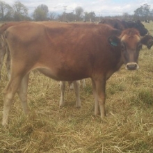 Vendo Excelente lote de terneras edades desde 4 meses hasta los 12 meses