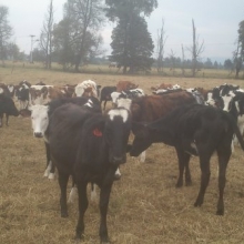 Vendo Excelente lote de terneras edades desde 4 meses hasta los 12 meses