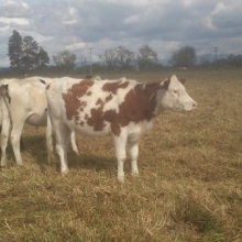 Vendo Excelente lote de terneras edades desde 4 meses hasta los 12 meses