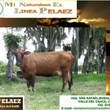 VENTA DE VACAS RAZA HARTON DEL VALLE,LINEA PELAEZ,LINEA LECHE