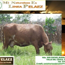 VENTA DE VACAS RAZA HARTON DEL VALLE CON CRUZA DE AYRSHIRE,LINEA LECHE