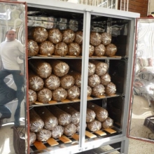 Bloques Incubados de Orellana listos para fructificar