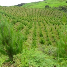 GESTION Y DESARROLLO DE PROYECTOS FORESTALES