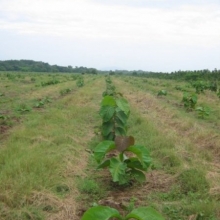 GESTION Y DESARROLLO DE PROYECTOS FORESTALES