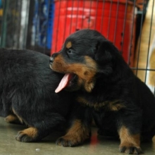 CACHORROS ROTTWEILER, GENETICA ALEMANA DISPONIBLES MACHOS Y HEMBRAS.CERTIFICADOS.
