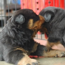 CACHORROS ROTTWEILER, GENETICA ALEMANA DISPONIBLES MACHOS Y HEMBRAS.CERTIFICADOS.