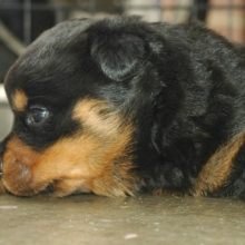 CACHORROS ROTTWEILER, GENETICA ALEMANA DISPONIBLES MACHOS Y HEMBRAS.CERTIFICADOS.