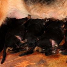 CACHORROS PASTOR ALEMAN, CERTIFICADOS EN RAZA Y SALUD, LOS MEJORES.