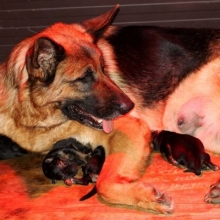 CACHORROS PASTOR ALEMAN, CERTIFICADOS EN RAZA Y SALUD, LOS MEJORES.
