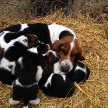 ESPLENDIDOS CACHORROS BASSET HOUND, CERTIFICADOS EN RAZA Y SALUD.