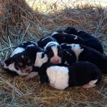 ESPLENDIDOS CACHORROS BASSET HOUND, CERTIFICADOS EN RAZA Y SALUD.