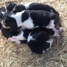 ESPLENDIDOS CACHORROS BASSET HOUND, CERTIFICADOS EN RAZA Y SALUD.