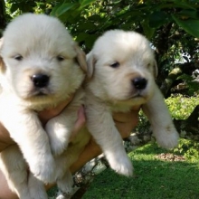 MARAVILLOSOS CACHORROS GOLDEN RETRIEVER, GARANTIZADOS EN RAZA Y SALUD