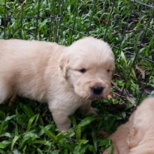 MARAVILLOSOS CACHORROS GOLDEN RETRIEVER, GARANTIZADOS EN RAZA Y SALUD
