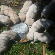 MARAVILLOSOS CACHORROS GOLDEN RETRIEVER, GARANTIZADOS EN RAZA Y SALUD