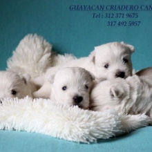 CACHORROS WEST HIHGLAND TERRIER, LOS MEJORES CERTIFCADOS EN RAZA.