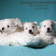 CACHORROS WEST HIHGLAND TERRIER, LOS MEJORES CERTIFCADOS EN RAZA.